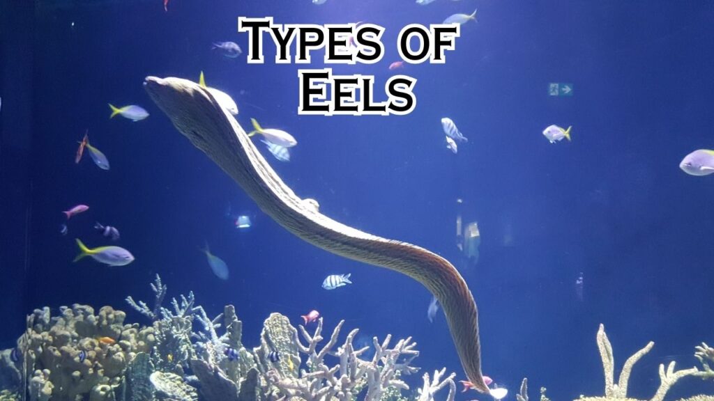 What Do Eels Eat? Eel Diet Guide 101 – Eeliad