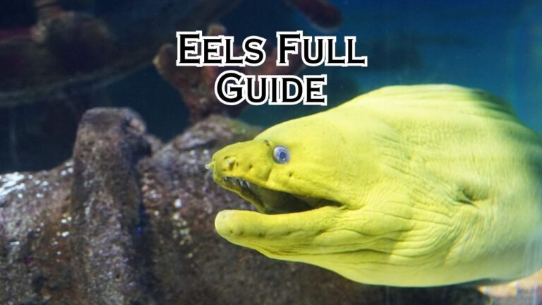 What Do Eels Eat? Eel Diet Guide 101 – Eeliad