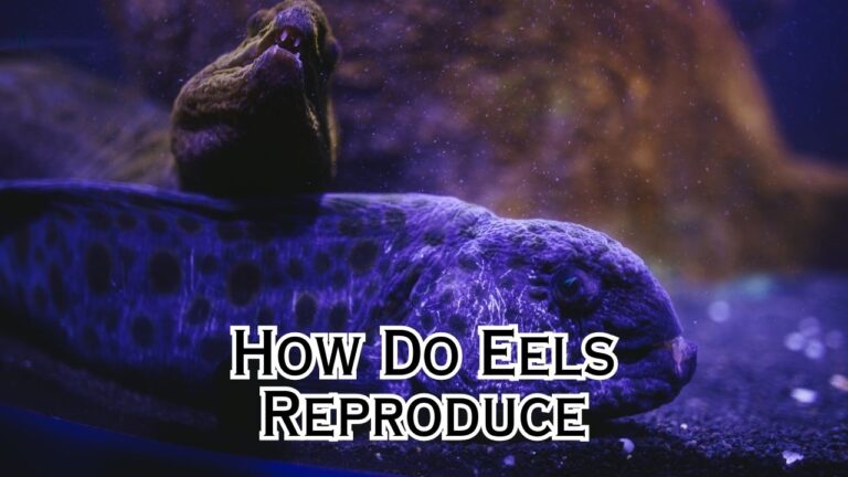 How Do Eels Reproduce