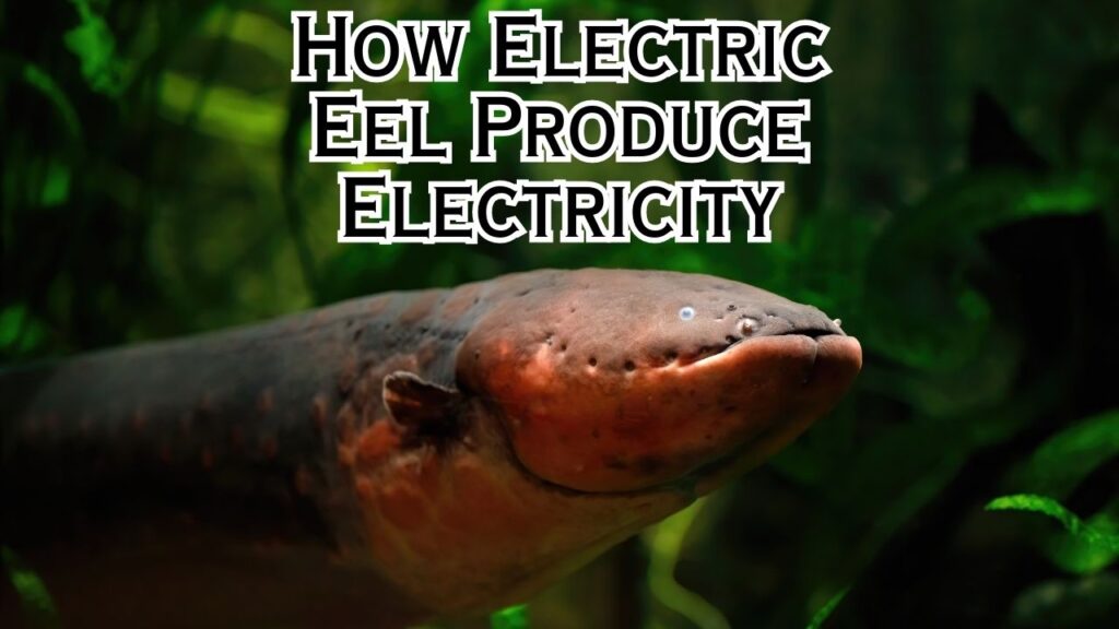 How Does An Electric Eel Produce Electricity? – Eeliad