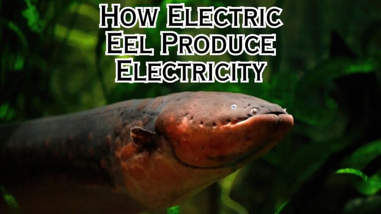 How Does an Electric Eel Produce Electricity?
