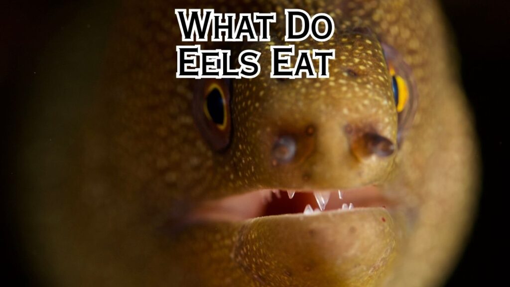 What Do Eels Eat? Eel Diet Guide 101 – Eeliad