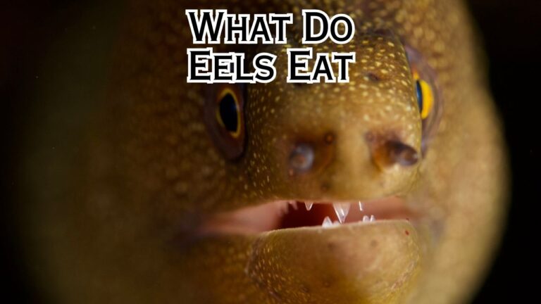 What Do Eels Eat