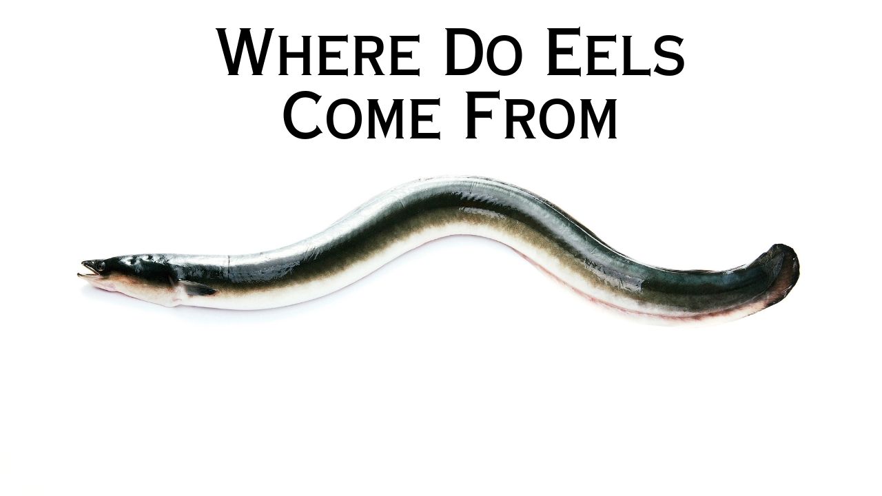 Where Do Eels Come From