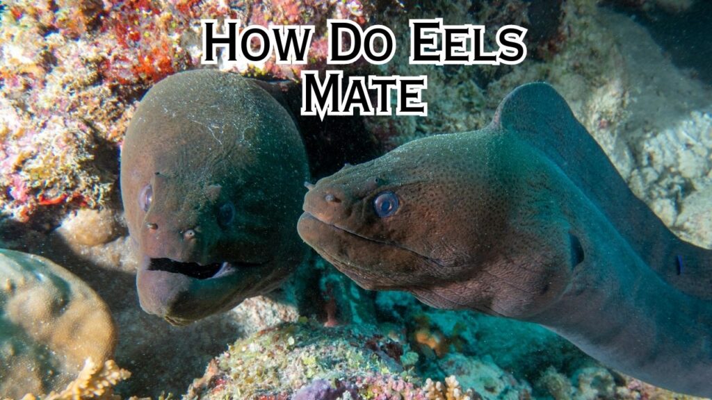 How do eels reproduce a complete guide eeliad
