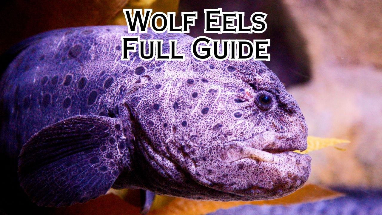 Wolf Eels: A Complete Guide
