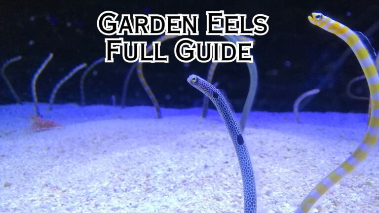 What Do Eels Eat? Eel Diet Guide 101 – Eeliad