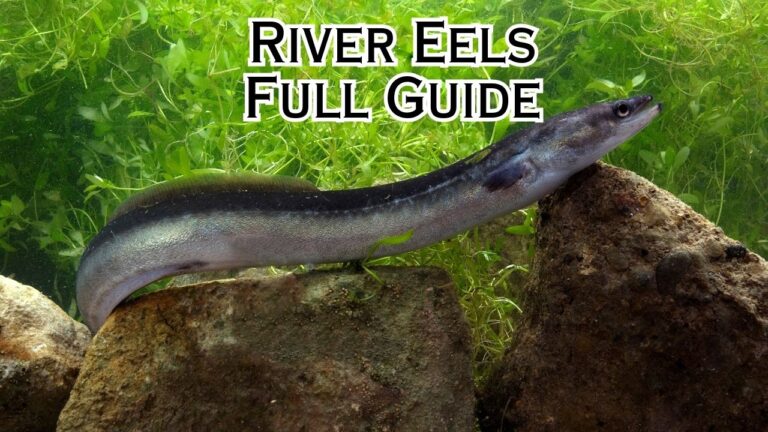 River Eels: A Complete Guide