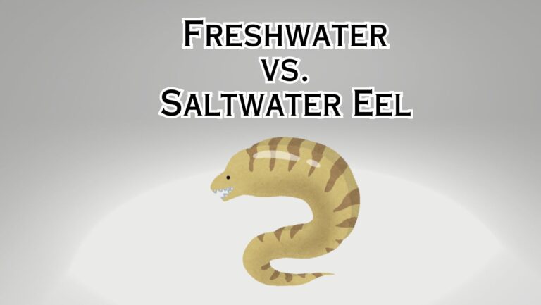 What Do Eels Eat? Eel Diet Guide 101 – Eeliad