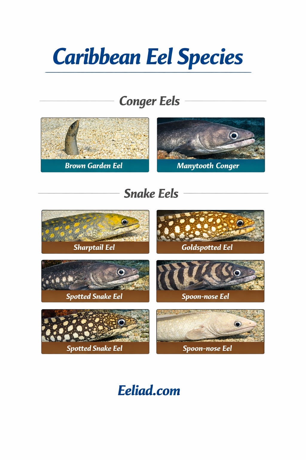 Caribbean Eels- Conger and Snake