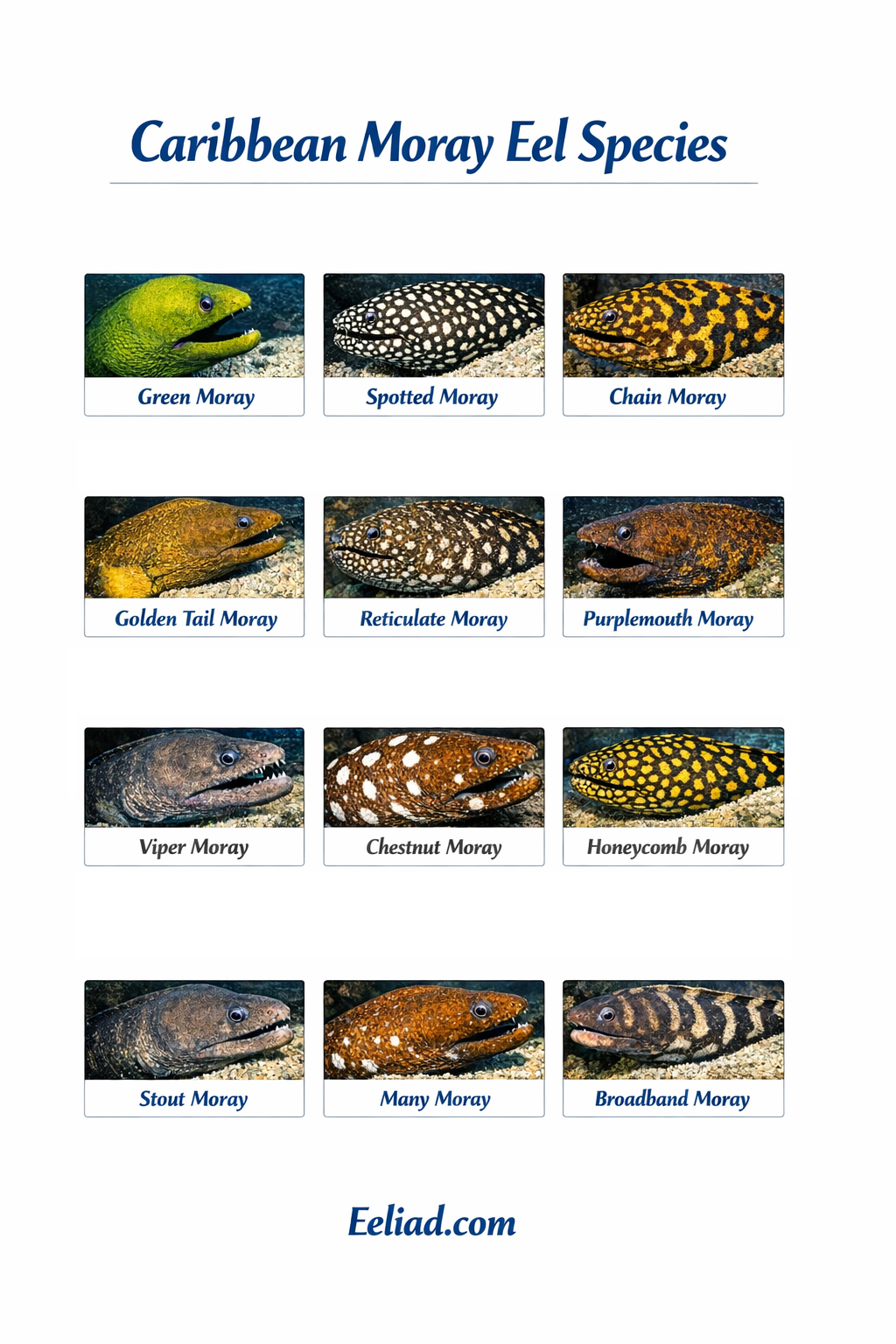 Caribbean Eels- Moray Eels