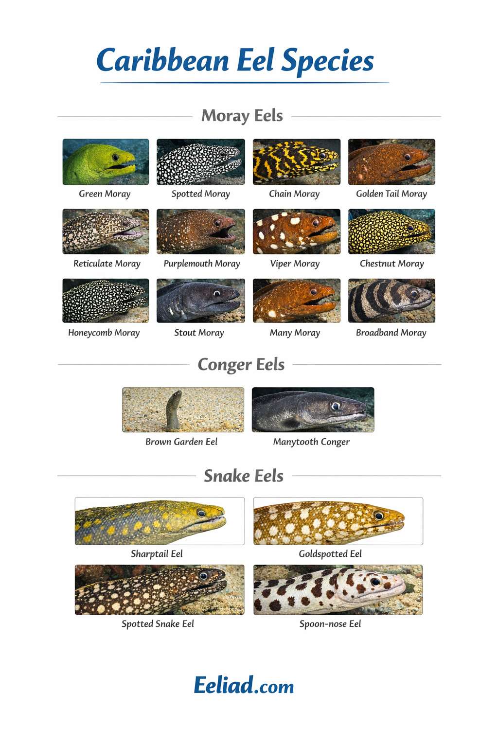 Types of Caribbean Eels Infographic