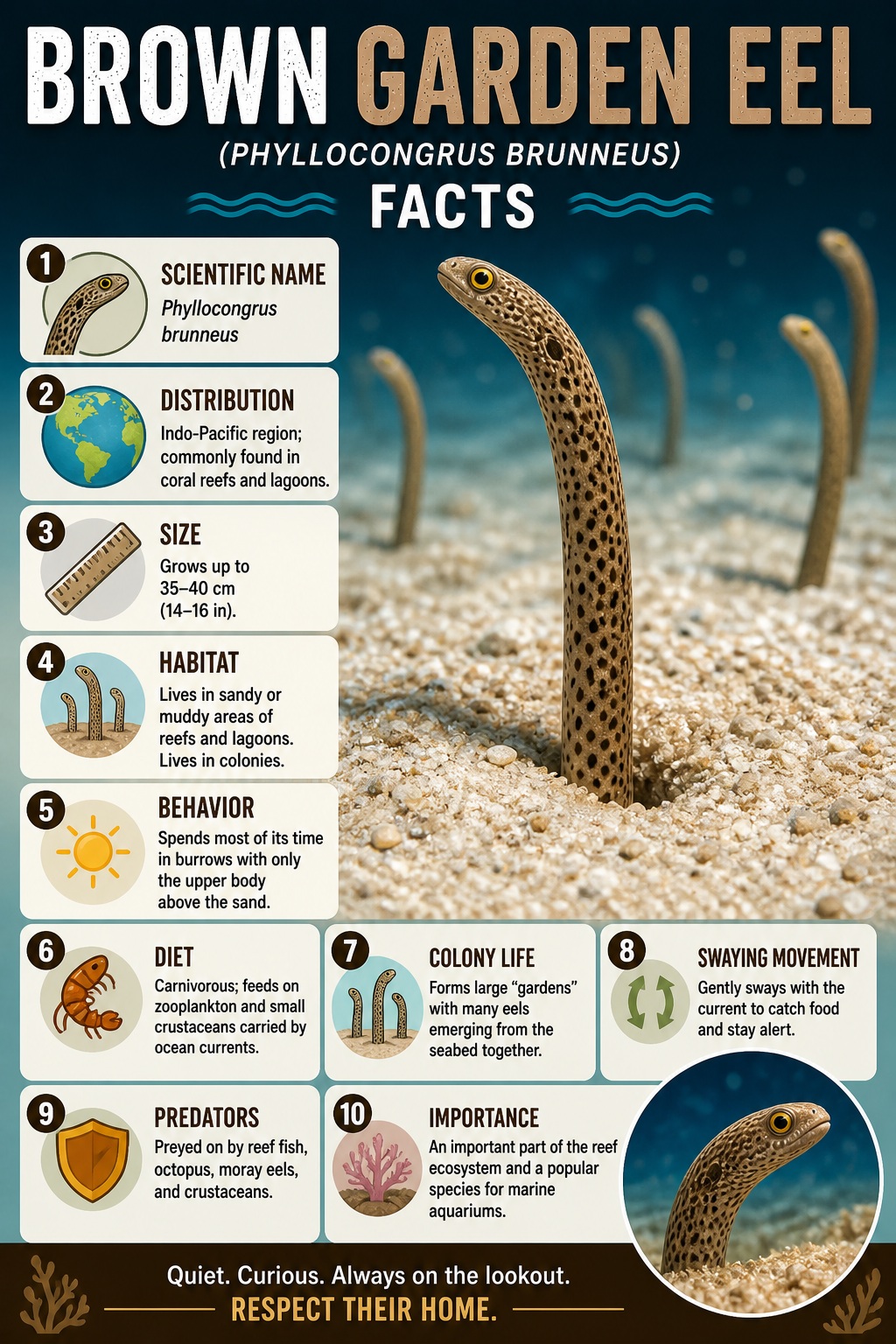 Brown Garden Eel Facts Infographic