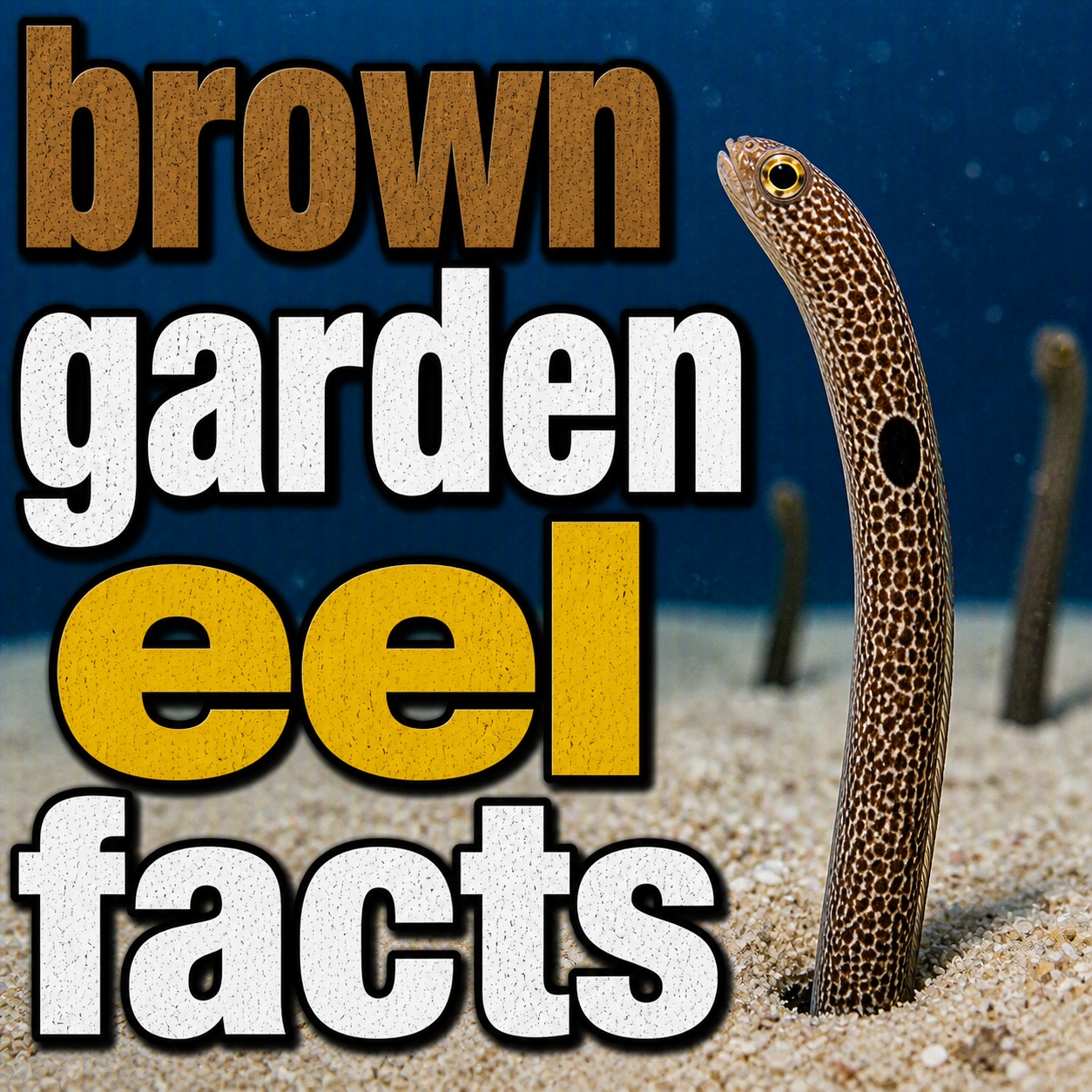 Brown Garden Eel Facts