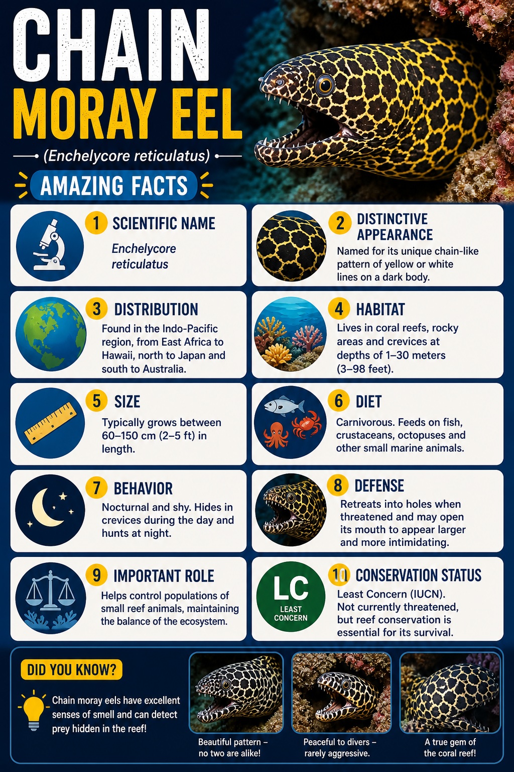 Chain Moray Eel Facts Infographic