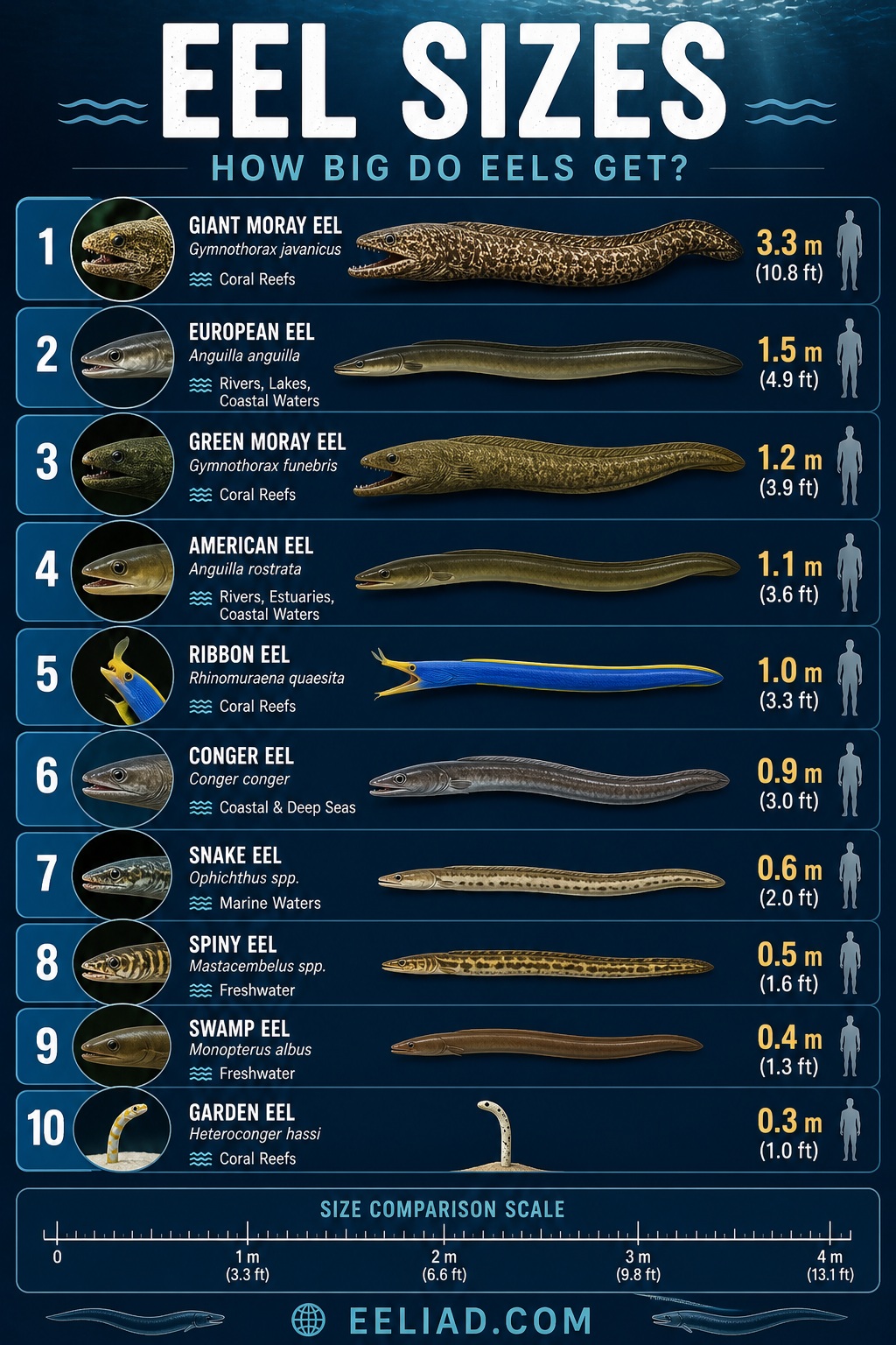 How Big Do Eels Get? Guide to Eel Sizes