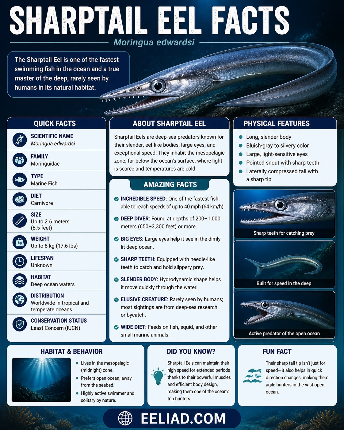 Sharptail Eel Facts Infographic