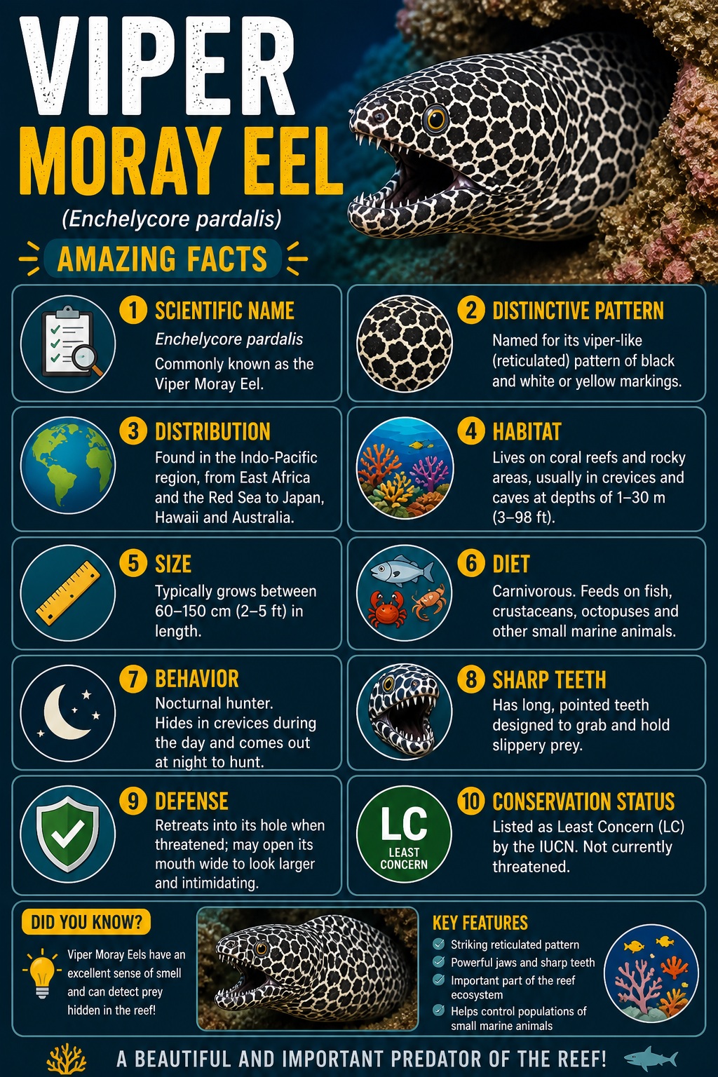 Viper Moray Eel Facts Infographic